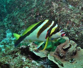 Palm Beach Reef Dive Site - Accommodation Nelson Bay 0