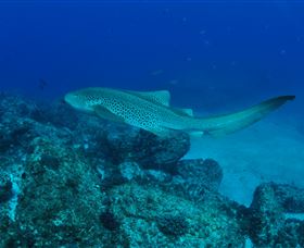 Palm Beach Reef Dive Site - Accommodation Nelson Bay 1