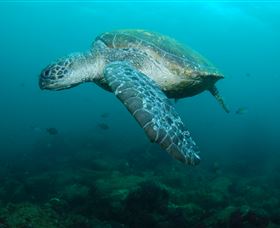 Palm Beach Reef Dive Site - Accommodation Nelson Bay 2