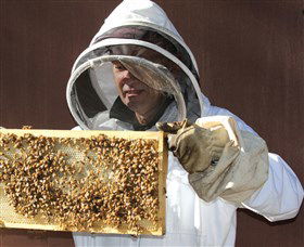 Superbee Honeyworld Gold Coast - Nelson Bay Accommodation.com 1