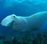 Manta Bommie Dive Site - Accommodation Nelson Bay