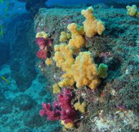 Shag Rock Dive Site - Accommodation Nelson Bay