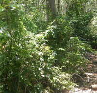 Bridle trail - Accommodation Nelson Bay