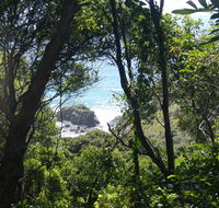 Rainforest walking track - Accommodation Nelson Bay