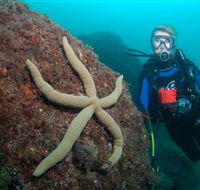 Cook Island Dive Site - Accommodation Nelson Bay