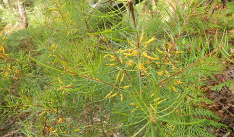Kinchela Trig Lookout Walk - Accommodation Nelson Bay 1