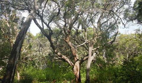 Kinchela Trig Lookout Walk - Accommodation Nelson Bay 2