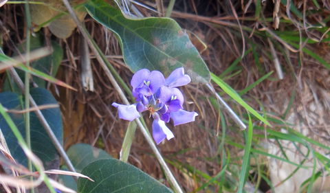 Broken Head Nature Reserve - Accommodation Nelson Bay 1