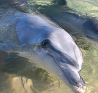 Dolphins of Monkey Mia - Accommodation Nelson Bay