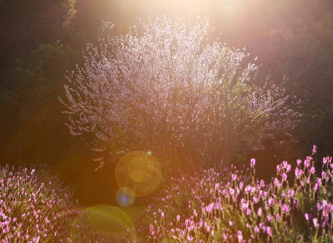 Jasmin Organics Skincare Farm And Factory - Accommodation Nelson Bay 1