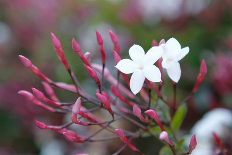 Jasmin Organics Skincare Farm And Factory - Accommodation Nelson Bay 3