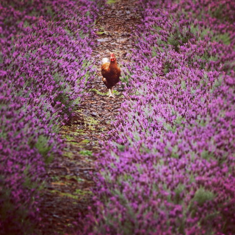 Jasmin Organics Skincare Farm And Factory - Accommodation Nelson Bay 10
