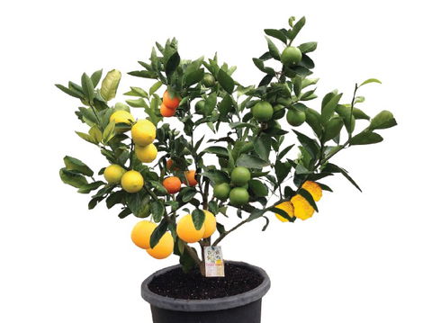 Fruit Salad Tree Company - Accommodation Nelson Bay 3
