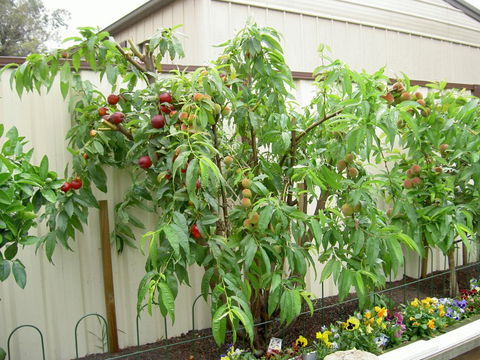 Fruit Salad Tree Company - Accommodation Nelson Bay 4