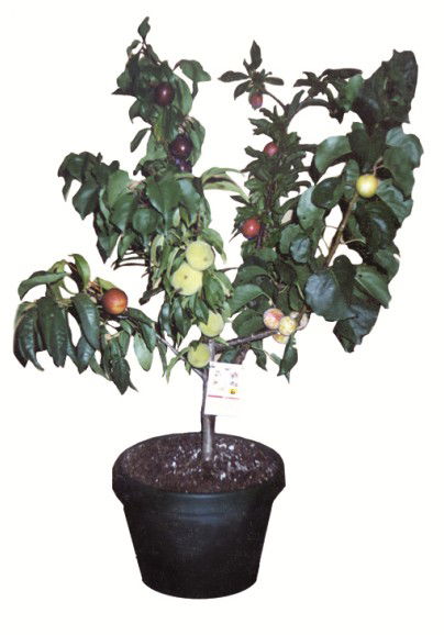 Fruit Salad Tree Company - Accommodation Nelson Bay 5