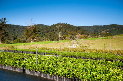 Fruit Salad Tree Company - Accommodation Nelson Bay 6