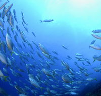 Cape Byron Marine Park - Accommodation Nelson Bay