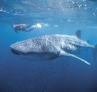 Swim with the Whale Sharks - Accommodation Nelson Bay