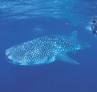 Ningaloo Reef - Accommodation Nelson Bay