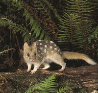 Tarkine Forest Reserve - Accommodation Nelson Bay
