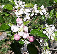 Avro Park Orchards - Accommodation Nelson Bay