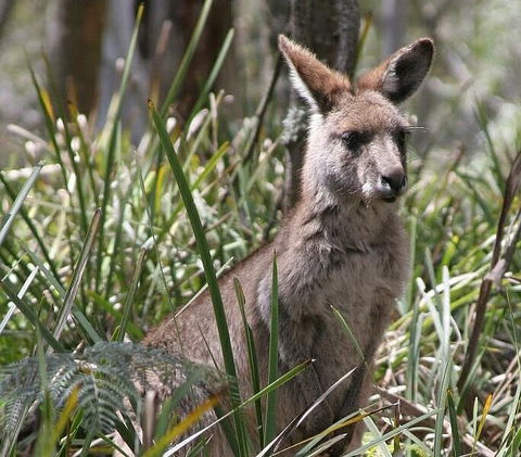 Blue Mountains Guides - Accommodation Nelson Bay 0