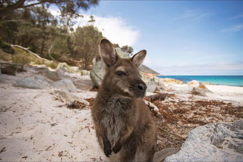 Nullarbor Traveller - Accommodation Nelson Bay 30
