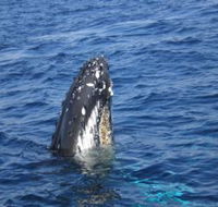 Jervis Bay Whales - Accommodation Nelson Bay