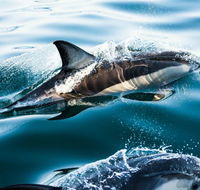 Dolphin Swim Australia - Accommodation Nelson Bay