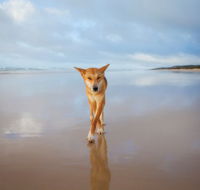 Fraser Island Adventure Tours - Accommodation Nelson Bay