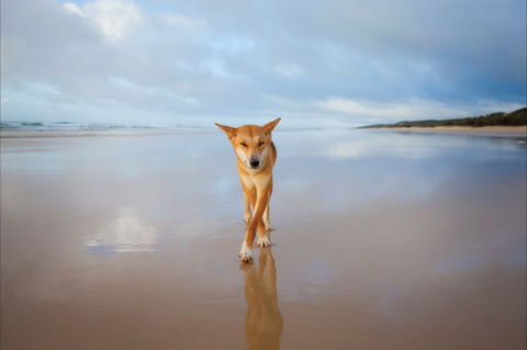 Fraser Island Adventure Tours - Accommodation Nelson Bay 8