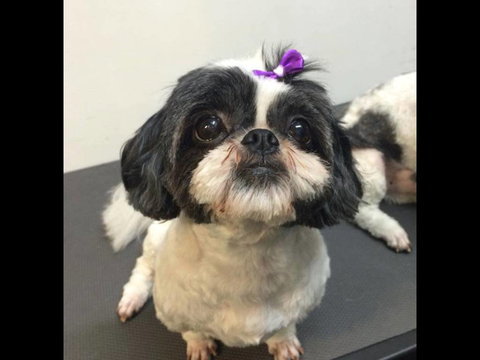 Pets Wonderland - Accommodation Nelson Bay 4