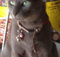 Pets and Saddles - Accommodation Nelson Bay