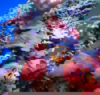 Tropical Marine Centre - Accommodation Nelson Bay