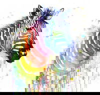 Rainbow Zebra - 65 Northbourne 7.30-9.30pm - Accommodation Nelson Bay
