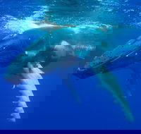 Dunsborough Whale Watching Eco Tour - Accommodation Nelson Bay