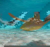 Turtle Eco Adventure Tour in Exmouth - Accommodation Nelson Bay