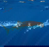 Private Whale Shark or Humpback Whale Swimming Tour - Accommodation Nelson Bay