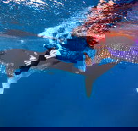 Swim with Whale Sharks- the largest fish in the world - Accommodation Nelson Bay