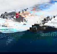 VIP luxury chartered escapes exploring the reef at your own pace - Accommodation Nelson Bay