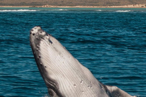 VIP Luxury Chartered Escapes, Exploring The Reef At Your Own Pace - Accommodation Nelson Bay 3