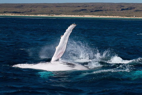 VIP Luxury Chartered Escapes, Exploring The Reef At Your Own Pace - Accommodation Nelson Bay 7