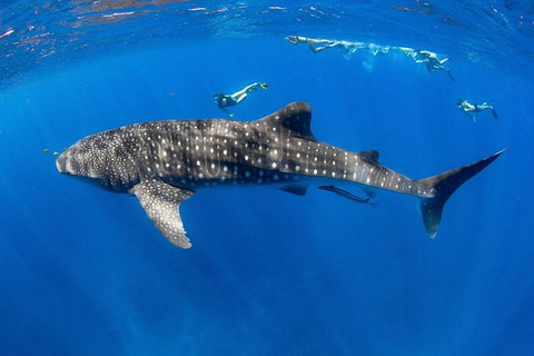 VIP Luxury Chartered Escapes, Exploring The Reef At Your Own Pace - Accommodation Nelson Bay 27