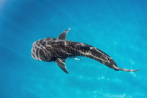VIP Luxury Chartered Escapes, Exploring The Reef At Your Own Pace - Accommodation Nelson Bay 18