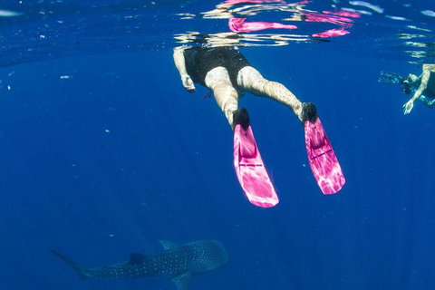 VIP Luxury Chartered Escapes, Exploring The Reef At Your Own Pace - Accommodation Nelson Bay 49