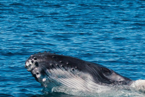 VIP Luxury Chartered Escapes, Exploring The Reef At Your Own Pace - Accommodation Nelson Bay 14
