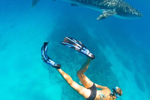 VIP Luxury Chartered Escapes, Exploring The Reef At Your Own Pace - Accommodation Nelson Bay 26