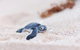 VIP Luxury Chartered Escapes, Exploring The Reef At Your Own Pace - thumb 6