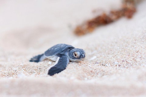 VIP Luxury Chartered Escapes, Exploring The Reef At Your Own Pace - Accommodation Nelson Bay 6