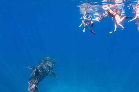 VIP Luxury Chartered Escapes, Exploring The Reef At Your Own Pace - Accommodation Nelson Bay 22
